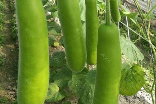 梦见吃瓠瓜,瓠瓜的神秘寓意与生活启示