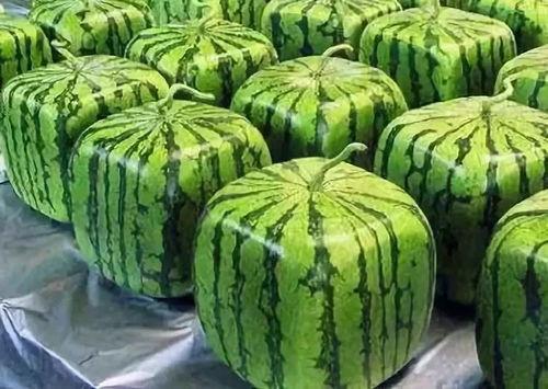 涅普顿吃瓜来源,揭秘海洋之神与瓜果的不解之缘