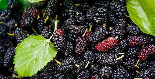 吃白瓜伤胃吗,揭秘白瓜对胃部的影响