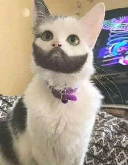 看图猜猫带你吃瓜,跟随“看图猜猫”探寻神秘瓜果世界