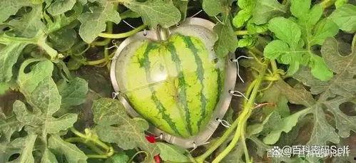 外国瓜怎么吃,探索外国瓜果的独特食用方法