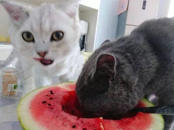 吃瓜猫无字幕,揭秘幕后故事