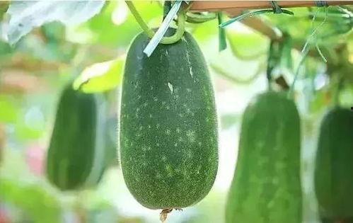 吃瓜解暑视频大全,吃瓜解暑视频大全盘点