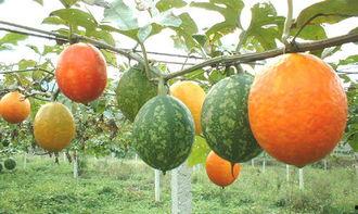 海南吊瓜怎么吃,解锁热带水果的新风味