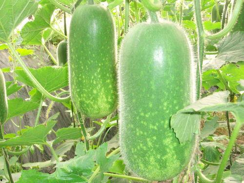 688吃瓜吗,网络热词背后的故事与影响