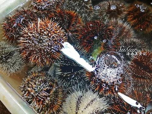 吃瓜的沙虫,揭秘吃瓜群众的趣味生活