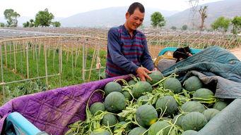 三兴镇吃瓜,瓜香四溢，品味乡村田园生活