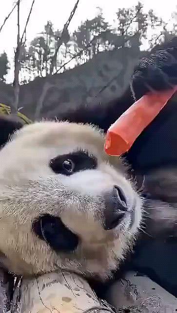 吧唧托吃瓜,揭秘娱乐圈那些不为人知的幕后故事