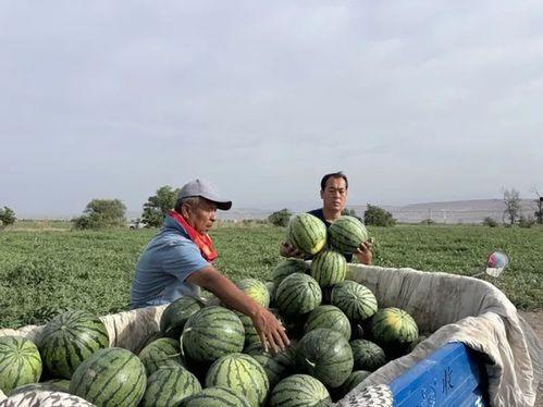 泊舟吃瓜,夏日闲情逸致的生活画卷