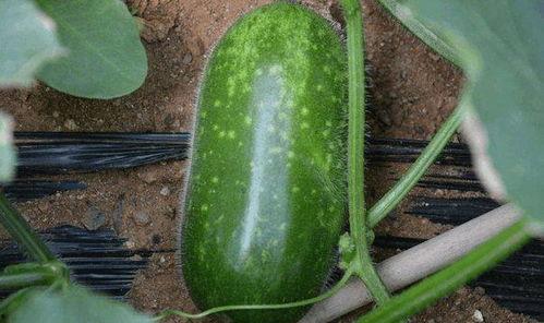 连蔓儿吃瓜,揭秘瓜果种植与美食文化的奇妙之旅