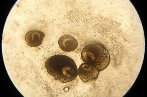 吃小瓜虫,探寻独特风味与营养奥秘