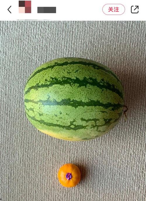 吃瓜就要吃全瓜吗,揭秘“吃瓜就要吃全瓜”的深层含义与生活启示