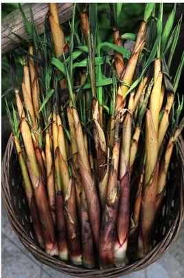 老瓜嫩吃,品味岁月流转中的美食智慧