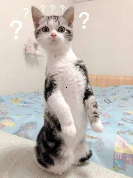 猫怀孕可以吃瓜吗,瓜类水果的适宜摄入与禁忌