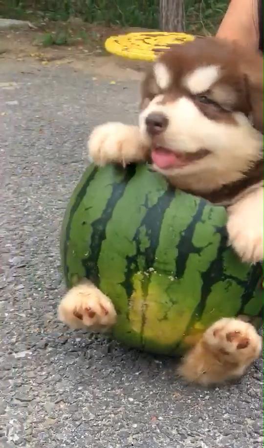 吃瓜的狗被吼,一场吃瓜的意外事件