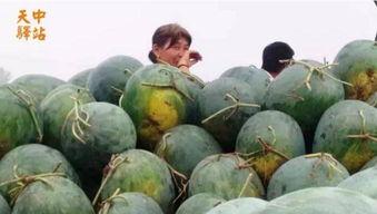 吃瓜现场张玉,一场娱乐圈的狂欢与争议