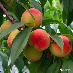 瓜桃梨枣怎么吃