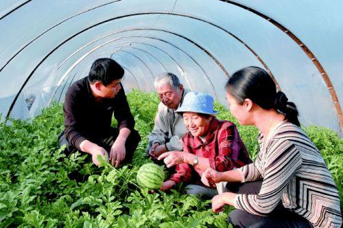 吃瓜打牌,吃瓜打牌，乐享悠闲时光