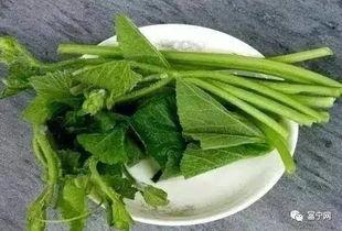 富宁茶西西吃瓜